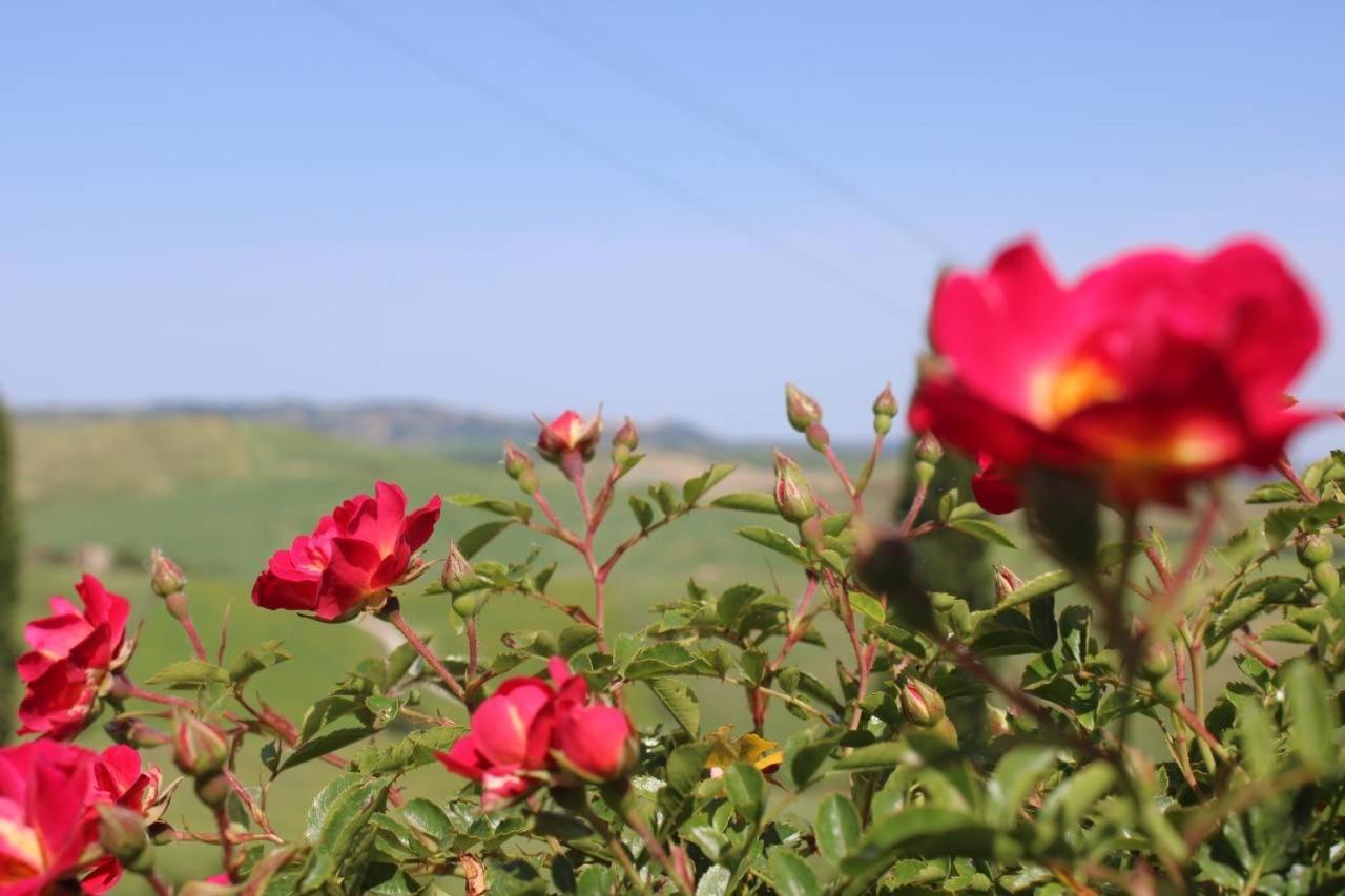 帕舍乐拉农家乐 Campiglia dʼOrcia 外观 照片